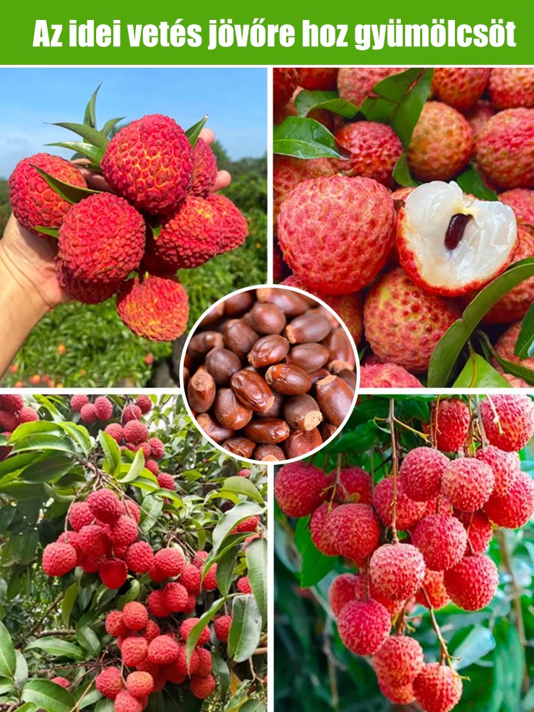 Csomagolja a Lychee King túlélési magjait