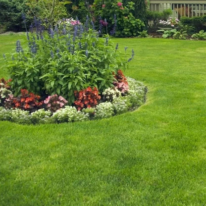 🌱 Four Seasons örökzöld törpefű magok | Hozd létre a tökéletes gyepedet itt kezdve!